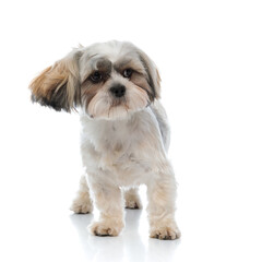 Curious Shih Tzu puppy looking away while standing