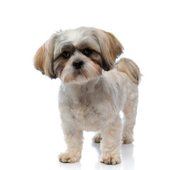 Confident Shih Tzu puppy looking forward while standing