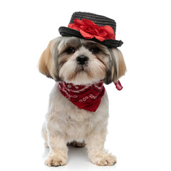 Fashion Shih Tzu puppy wearing hat and bandana