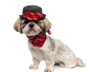 Lovely Shih Tzu puppy wearing hat and bandana while sitting