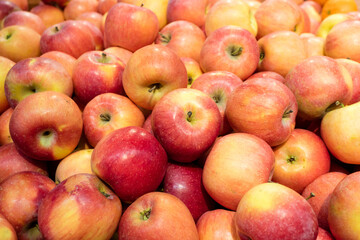 many red-yellow apples fresh harvest on sale