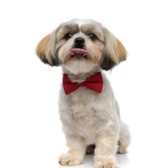 Adorable Shih Tzu puppy wearing bowtie and licking his nose