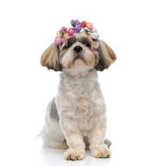 Lovely Shih Tzu puppy wearing flower crown while sitting