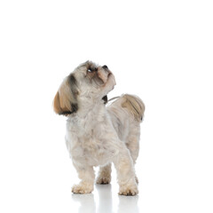 Scared Shih Tzu puppy looking up while standing
