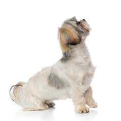 Side view of a dutiful Shih Tzu puppy waiting