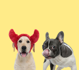 couple of dogs wearing devil horns and licking nose
