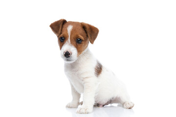 jack russell terrier dog sitting with his body aside