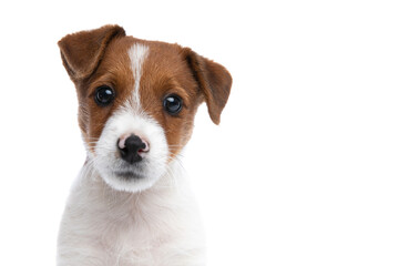 jack russell terrier dog with very cute expression on face