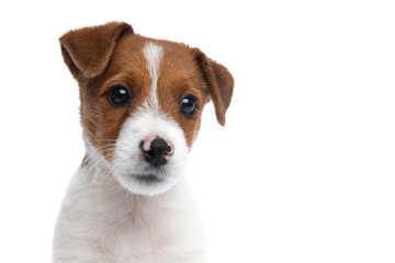 beautiful jack russell terrier dog with big shiny eyes