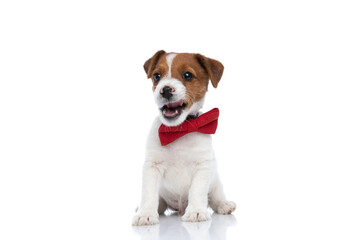 jack russell terrier dog licking his mouth