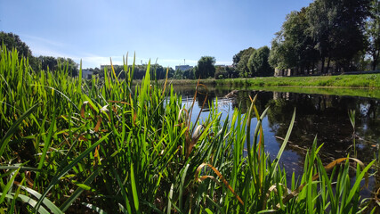 Perfect lake in the city park