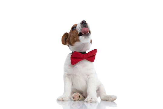 Jack Russell Terrier Dog Looking Up, Sticking His Tongue Out