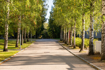 Suburban footpath surrounded by birch trees