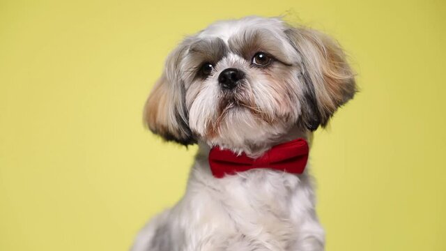 cute small shih tzu dog sitting, wearing a red bowtie, staring at the camera then looking aside on yellow studio background