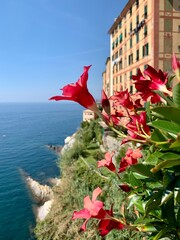 beautiful view of the Ligurian coast with red flowers near Camogli.