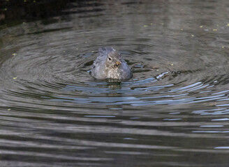American Dipper  in Eleven Mile Canyon