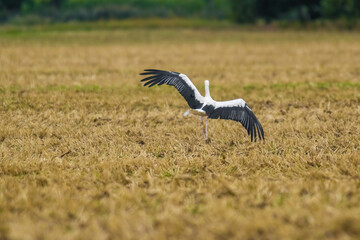 a great young bird on farm field in nature