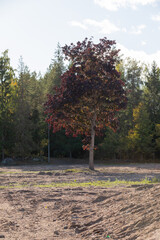 Lonely maple tree standing on ex school yard
