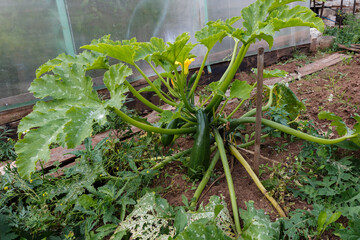 Squash marrow plant. Green vegetable marrow growing on bush. Harvesting time.