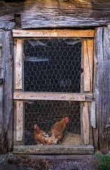 two hens at the door of an old pen with a wire mesh door, in a rural scene © Javier