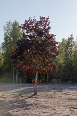 Lonely maple tree standing on ex school yard