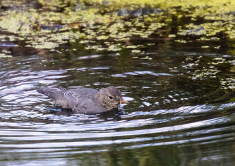 American Dipper  in Eleven Mile Canyon