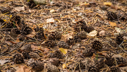 Pine cones on the forest floor.