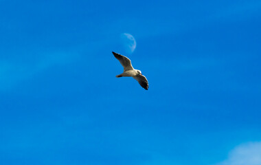 Seagull on the background of the moon, bird flight over the tourist city