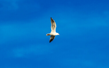 Seagull in flight close up, European birds