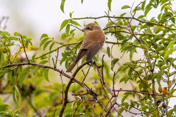 a little young bird on a branch in nature