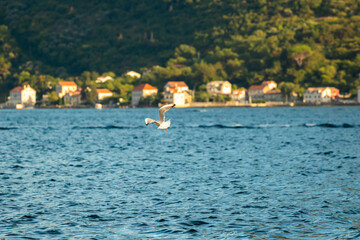 Seagull flies low over the sea and looks for food