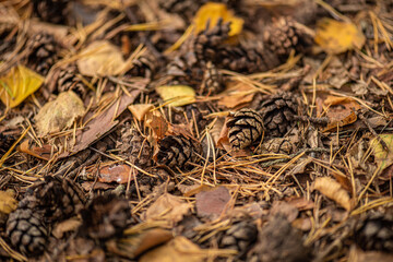 Pine cones on the forest floor.