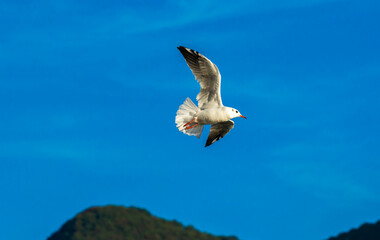 A seagull flies near the sea and mountains. Close-up shot in the city of Perast