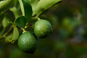 Lime fruit hanging from a tree in a home garden