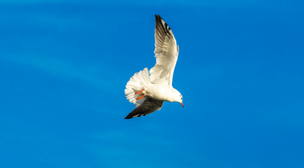 A seagull flies near the sea and mountains. Close-up shot in the city of Perast