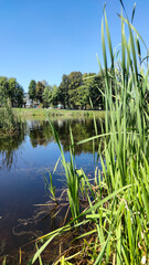 Perfect lake in the city park