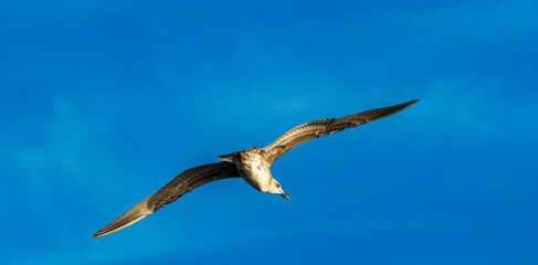 Seagull bird during flight very close frame