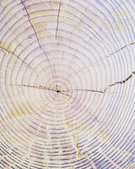 Obraz premium tocón