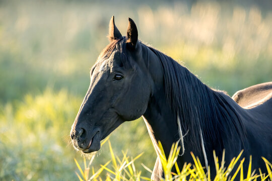 Backlit portrait of a horse.
