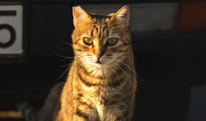 The cat gets out from under the car into the light