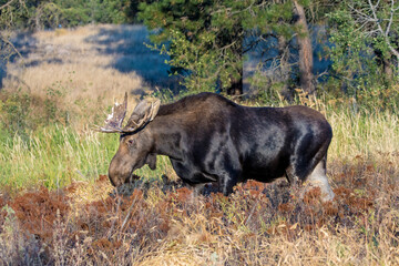 Bull moose grazing in refuge.