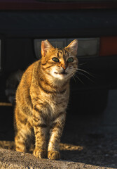 The cat yawns very funny, a beautiful photo of a European stray animal, meme