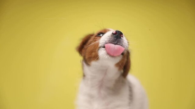 adorable jack russell terrier dog licking the screen in front of him against yellow background