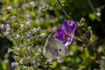 White cabbage butterfly, also called Pieris rapae or Kleiner Kohlweissling