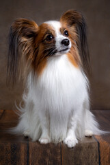 Portrait of a Papillon dog in close-up on a brown background