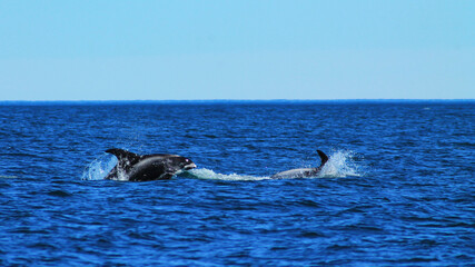 Dolphing jumping in the arctic ocean