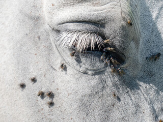 White arab  horse head with lots of annoying flies