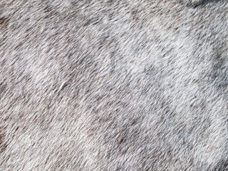 Dots and small scars from fights on fur of appaloosa  mare