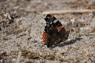 admiral butterfly in close-up