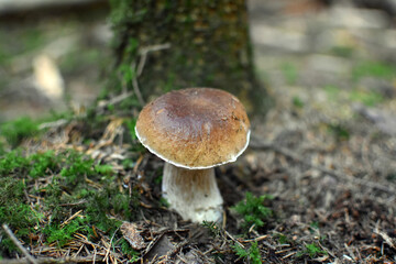Gemeiner Steinpilz vor einem Baum